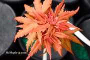 - Acer palmatum Red Panda™ Japanese Maple - Mr Maple │ Buy Japanese Maple Trees