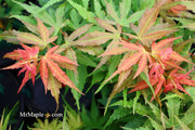 - Acer palmatum Red Panda™ Japanese Maple - Mr Maple │ Buy Japanese Maple Trees