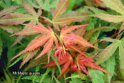 - Acer palmatum Red Panda™ Japanese Maple - Mr Maple │ Buy Japanese Maple Trees