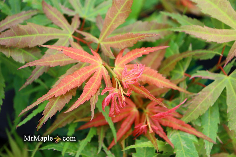 - Acer palmatum Red Panda™ Japanese Maple - Mr Maple │ Buy Japanese Maple Trees