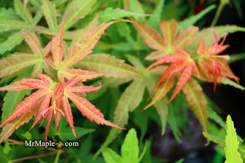 - Acer palmatum Red Panda™ Japanese Maple - Mr Maple │ Buy Japanese Maple Trees