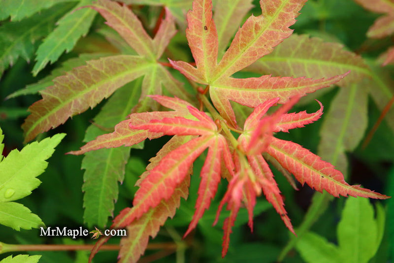 - Acer palmatum Red Panda™ Japanese Maple - Mr Maple │ Buy Japanese Maple Trees