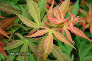 - Acer palmatum Red Panda™ Japanese Maple - Mr Maple │ Buy Japanese Maple Trees