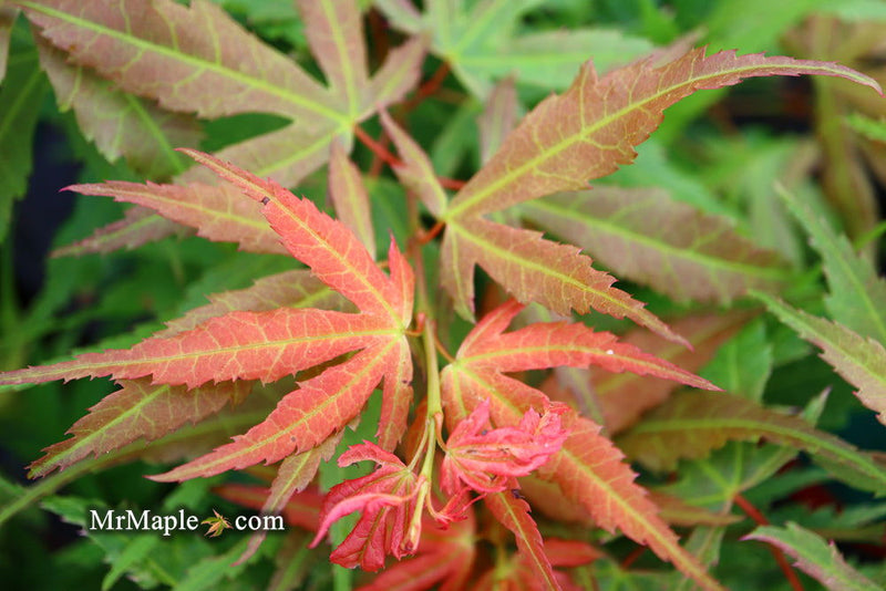 - Acer palmatum Red Panda™ Japanese Maple - Mr Maple │ Buy Japanese Maple Trees