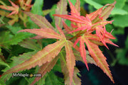- Acer palmatum Red Panda™ Japanese Maple - Mr Maple │ Buy Japanese Maple Trees