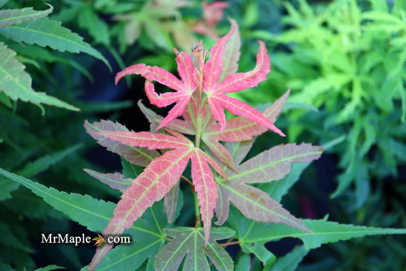 - Acer palmatum Red Panda™ Japanese Maple - Mr Maple │ Buy Japanese Maple Trees