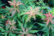 - Acer palmatum Red Panda™ Japanese Maple - Mr Maple │ Buy Japanese Maple Trees