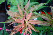 - Acer palmatum Red Panda™ Japanese Maple - Mr Maple │ Buy Japanese Maple Trees