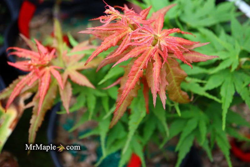 - Acer palmatum Red Panda™ Japanese Maple - Mr Maple │ Buy Japanese Maple Trees