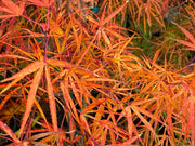 - Acer palmatum 'Red Pygmy' Red Strapleaf Japanese Maple - Mr Maple │ Buy Japanese Maple Trees