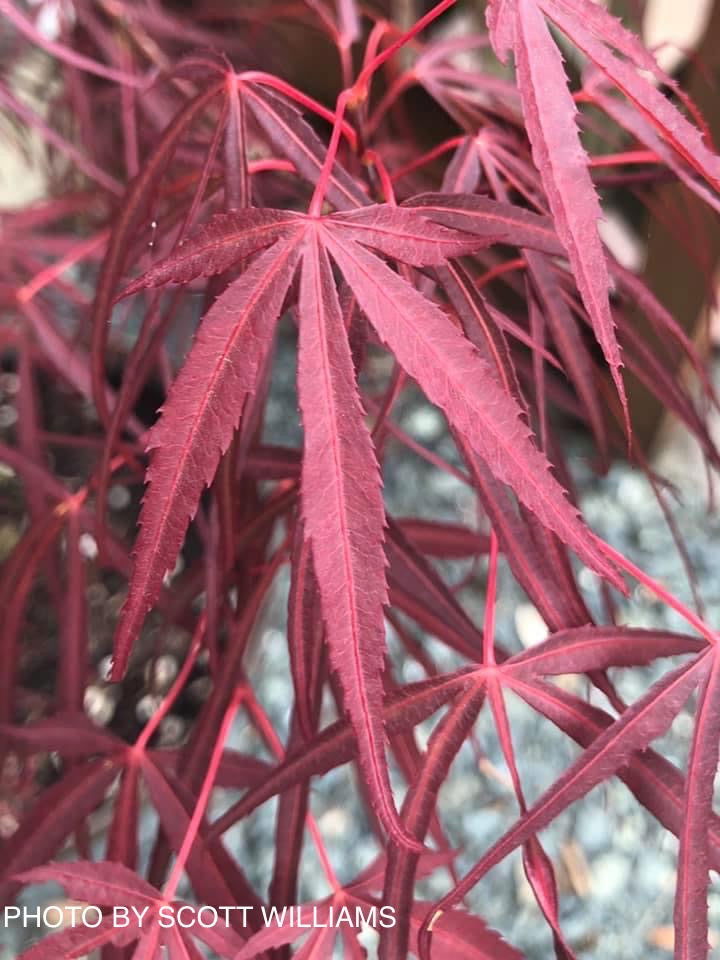 - Acer palmatum 'Red Pygmy' Red Strapleaf Japanese Maple - Mr Maple │ Buy Japanese Maple Trees