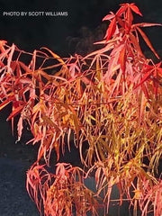- Acer palmatum 'Red Pygmy' Red Strapleaf Japanese Maple - Mr Maple │ Buy Japanese Maple Trees