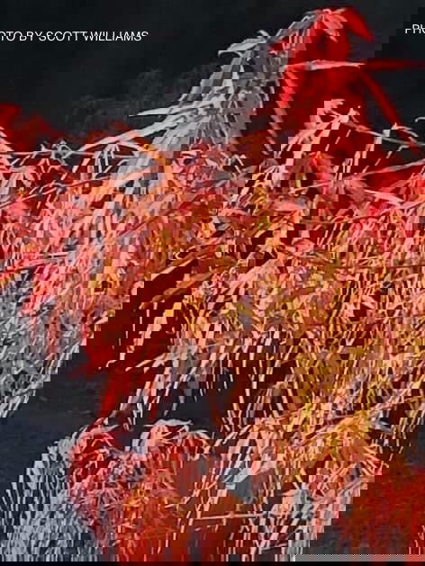 - Acer palmatum 'Red Pygmy' Red Strapleaf Japanese Maple - Mr Maple │ Buy Japanese Maple Trees