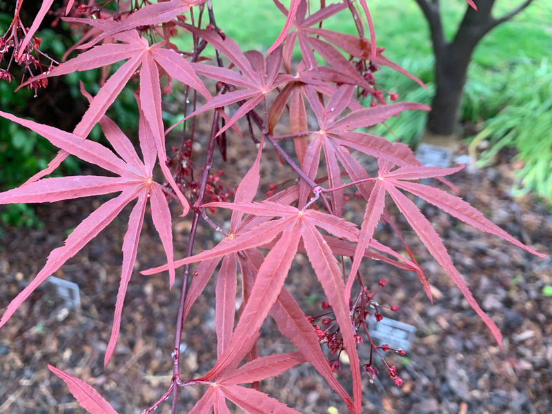 - Acer palmatum 'Red Pygmy' Red Strapleaf Japanese Maple - Mr Maple │ Buy Japanese Maple Trees