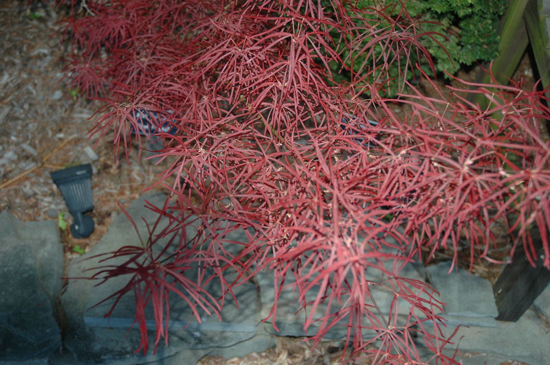 - Acer palmatum 'Red Pygmy' Red Strapleaf Japanese Maple - Mr Maple │ Buy Japanese Maple Trees