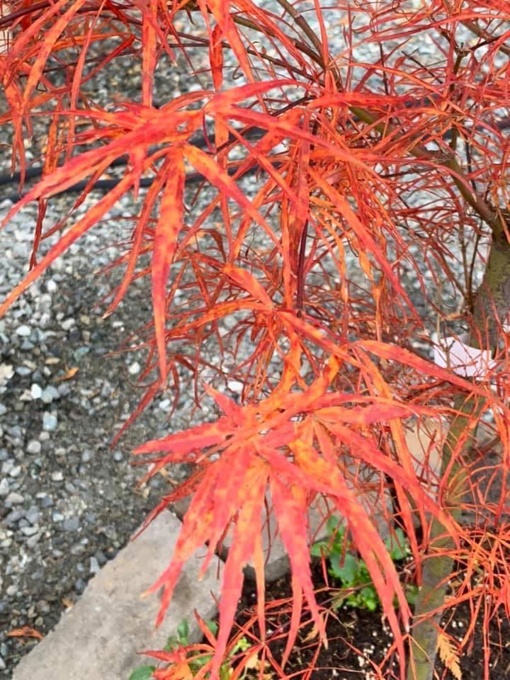 - Acer palmatum 'Red Pygmy' Red Strapleaf Japanese Maple - Mr Maple │ Buy Japanese Maple Trees