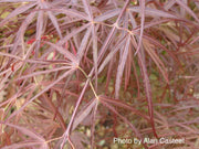 - Acer palmatum 'Red Pygmy' Red Strapleaf Japanese Maple - Mr Maple │ Buy Japanese Maple Trees