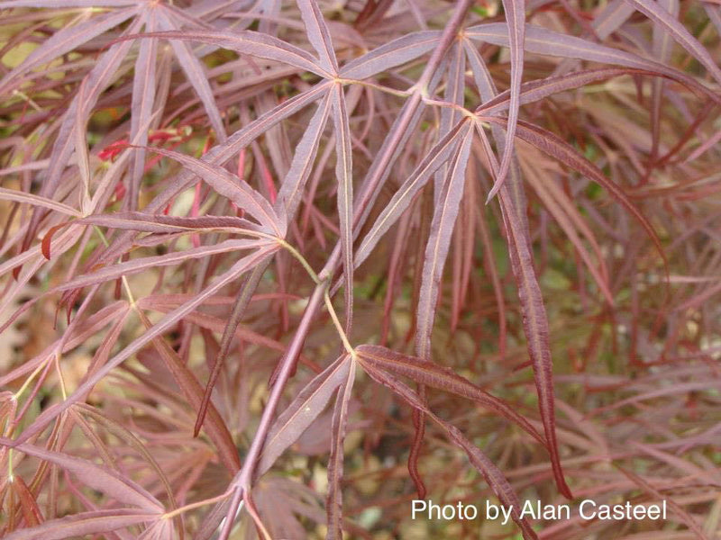 - Acer palmatum 'Red Pygmy' Red Strapleaf Japanese Maple - Mr Maple │ Buy Japanese Maple Trees