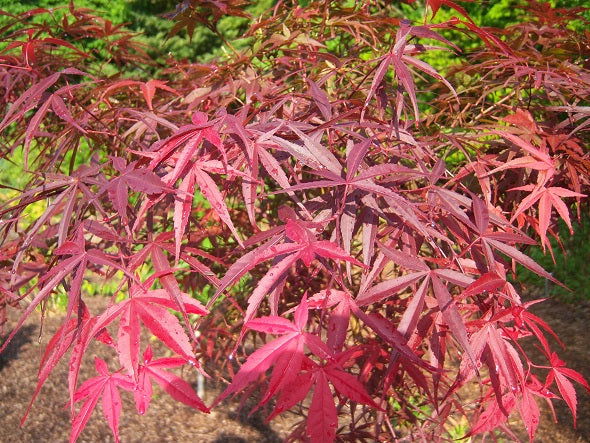 - Acer palmatum 'Red Pygmy' Red Strapleaf Japanese Maple - Mr Maple │ Buy Japanese Maple Trees