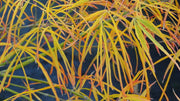 - Acer palmatum 'Red Pygmy' Red Strapleaf Japanese Maple - Mr Maple │ Buy Japanese Maple Trees