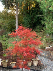 - Acer palmatum 'Red Pygmy' Red Strapleaf Japanese Maple - Mr Maple │ Buy Japanese Maple Trees