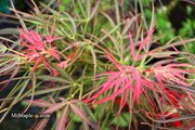 - Acer palmatum 'Red Pygmy' Red Strapleaf Japanese Maple - Mr Maple │ Buy Japanese Maple Trees