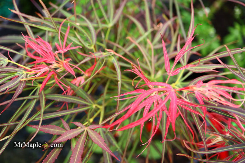 - Acer palmatum 'Red Pygmy' Red Strapleaf Japanese Maple - Mr Maple │ Buy Japanese Maple Trees