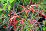 - Acer palmatum 'Red Pygmy' Red Strapleaf Japanese Maple - Mr Maple │ Buy Japanese Maple Trees