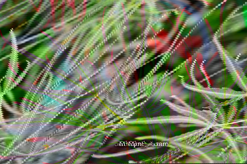 Buy Acer palmatum 'Red Pygmy' Strapleaf Japanese Maple — Mr Maple