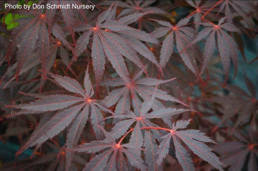 '- Acer palmatum 'Red Saber' Japanese Maple Tree - Mr Maple │ Buy Japanese Maple Trees