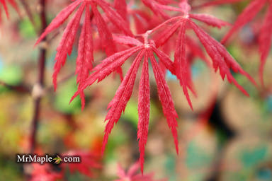 - Acer palmatum 'Red Saber' Japanese Maple Tree - Mr Maple │ Buy Japanese Maple Trees