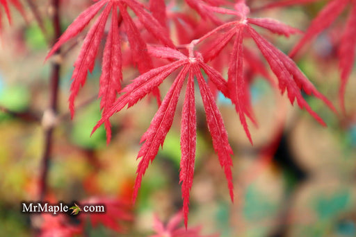 '- Acer palmatum 'Red Saber' Japanese Maple Tree - Mr Maple │ Buy Japanese Maple Trees