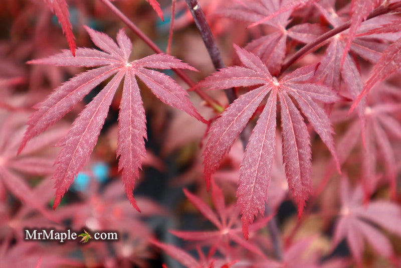 - Acer palmatum 'Red Saber' Japanese Maple Tree - Mr Maple │ Buy Japanese Maple Trees