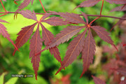 - Acer palmatum 'Red Saber' Japanese Maple Tree - Mr Maple │ Buy Japanese Maple Trees