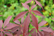 - Acer palmatum 'Red Saber' Japanese Maple Tree - Mr Maple │ Buy Japanese Maple Trees
