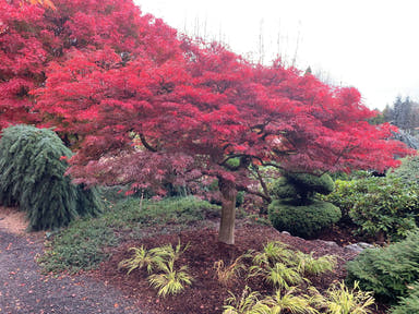 - Acer palmatum 'Red Select' Weeping Japanese Maple - Mr Maple │ Buy Japanese Maple Trees