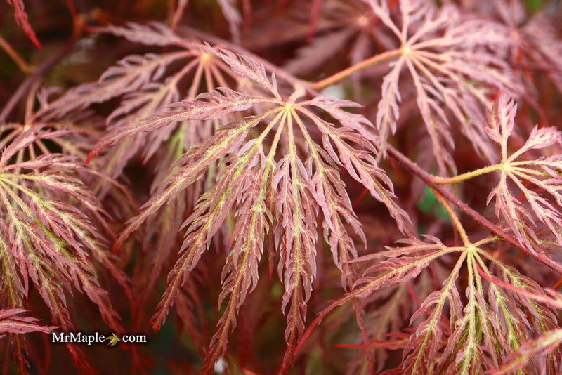 - Acer palmatum 'Red Select' Weeping Japanese Maple - Mr Maple │ Buy Japanese Maple Trees