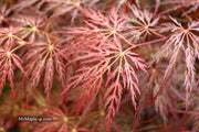 - Acer palmatum 'Red Select' Weeping Japanese Maple - Mr Maple │ Buy Japanese Maple Trees