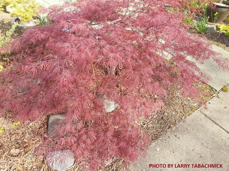 - Acer palmatum 'Red Select' Weeping Japanese Maple - Mr Maple │ Buy Japanese Maple Trees