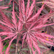 - Acer palmatum 'Red Select' Weeping Japanese Maple - Mr Maple │ Buy Japanese Maple Trees
