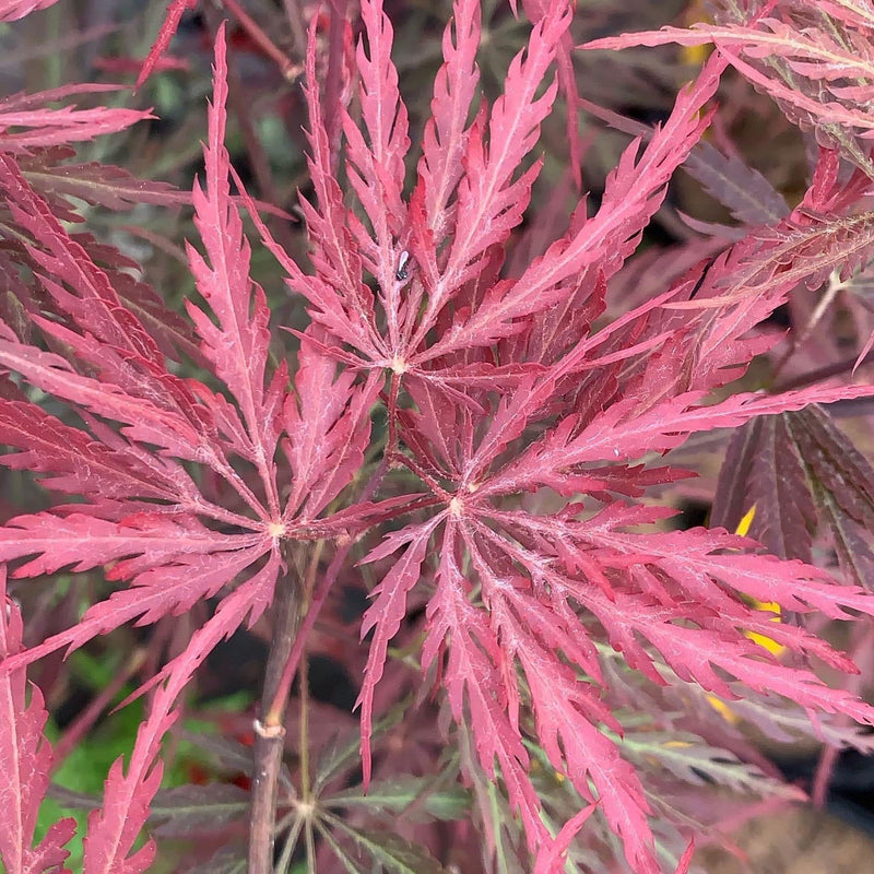 - Acer palmatum 'Red Select' Weeping Japanese Maple - Mr Maple │ Buy Japanese Maple Trees