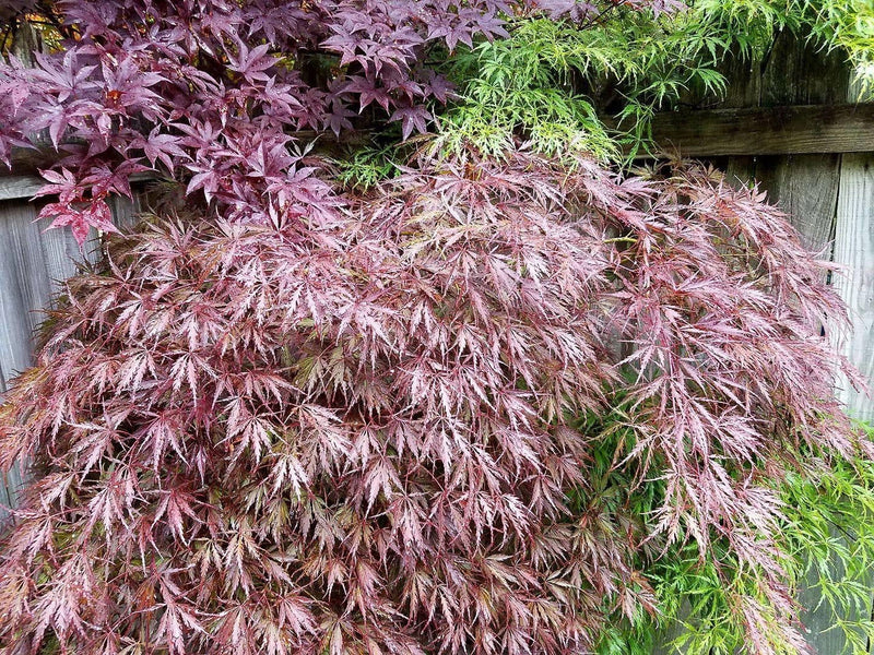 - Acer palmatum 'Red Select' Weeping Japanese Maple - Mr Maple │ Buy Japanese Maple Trees