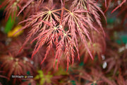- Acer palmatum 'Red Select' Weeping Japanese Maple - Mr Maple │ Buy Japanese Maple Trees