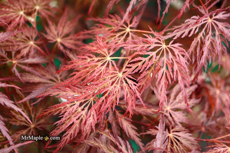 - Acer palmatum 'Red Select' Weeping Japanese Maple - Mr Maple │ Buy Japanese Maple Trees