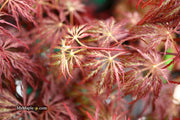 - Acer palmatum 'Red Select' Weeping Japanese Maple - Mr Maple │ Buy Japanese Maple Trees