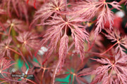 - Acer palmatum 'Red Select' Weeping Japanese Maple - Mr Maple │ Buy Japanese Maple Trees