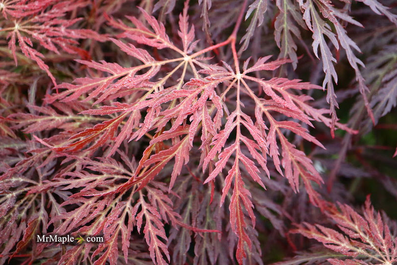 - Acer palmatum 'Red Select' Weeping Japanese Maple - Mr Maple │ Buy Japanese Maple Trees