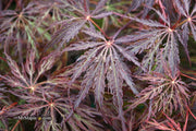 - Acer palmatum 'Red Select' Weeping Japanese Maple - Mr Maple │ Buy Japanese Maple Trees