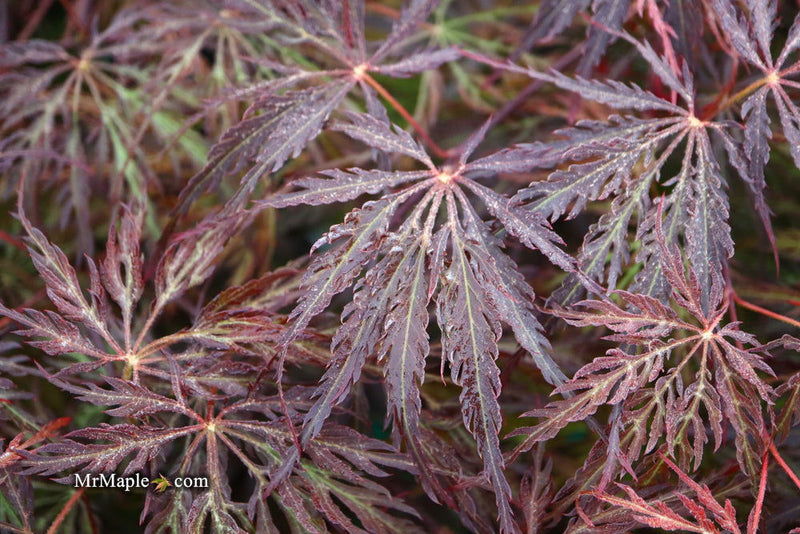 - Acer palmatum 'Red Select' Weeping Japanese Maple - Mr Maple │ Buy Japanese Maple Trees