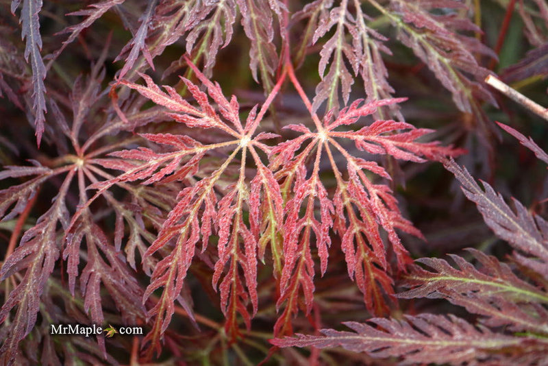- Acer palmatum 'Red Select' Weeping Japanese Maple - Mr Maple │ Buy Japanese Maple Trees